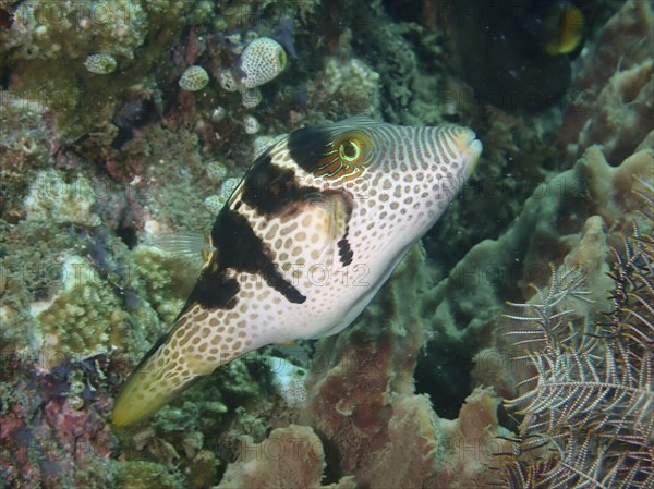 Pufferfish with unique pattern, Saddle Pufferfish (Canthigaster valentini), swimming in the coral