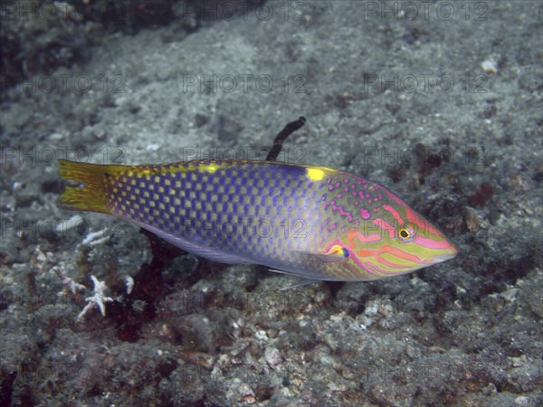 Colourful patterned fish, checkerboard junker (Halichoeres hortulanus), swimming close to the