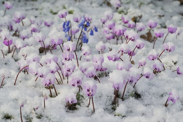 Cyclamen (Cyclamen coum) and Siberian squill (Scilla siberica) in the snow, Emsland, Lower Saxony,