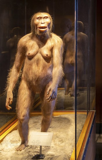 Reconstruction of Lucy a hominid who lived 3.2 million years, Australopithecus Afarensis, National