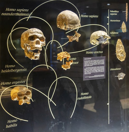 Skull development of homiids and Homo species, National Museum of Anthropology, Mexico City,