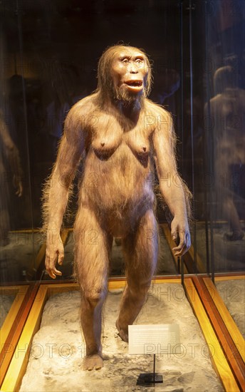 Reconstruction of Lucy a hominid who lived 3.2 million years, Australopithecus Afarensis, National