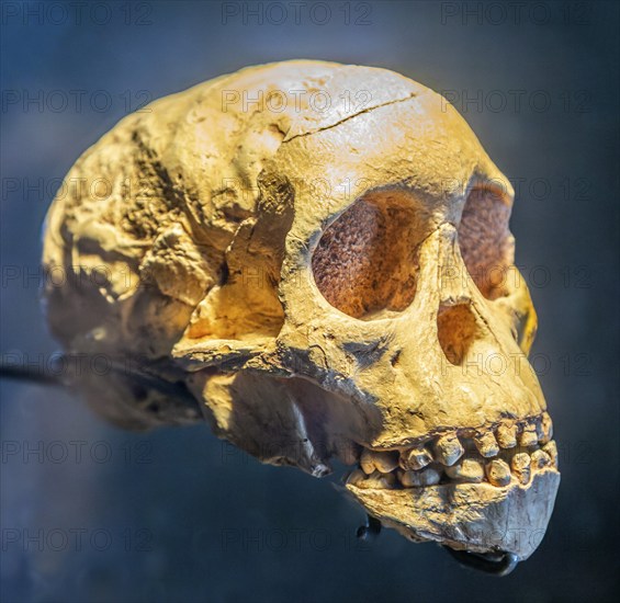Skull of young hominid child Australopithecus Africanus, National Museum of Anthropology, Mexico