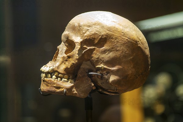 Skull of hominid Homo Sapiens archaic 200 million years old, National Museum of Anthropology,