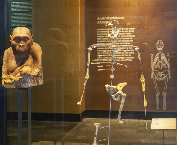 Fossil bone fragments of Lucy a hominid who lived 3.2 million years, Australopithecus Afarensis,