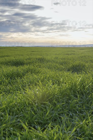 Young Wheat, Green Wheat Seedlings growing in a field