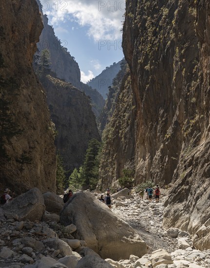 A picture of the classic Samaria Gorge landscape, with rocks on the ground and surrounding trees