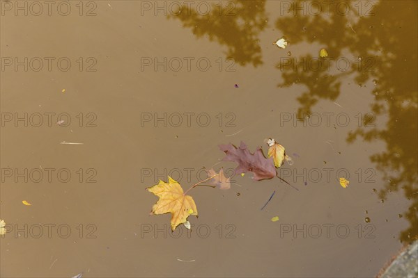 Dresden Zwingerteich, a type of algae discoloured the water brown in autumn. Dresden, Saxony,