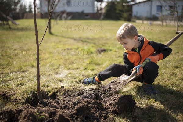 Six-year-old boy in the garden plants tree during sunny spring day.