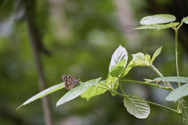 Speckled Wood (Pararge aegeria) Butterfly