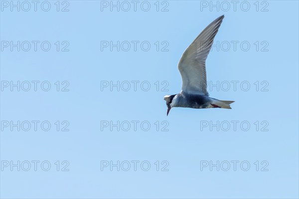 Whiskered Tern in Flight (Chlidonias hybridus)