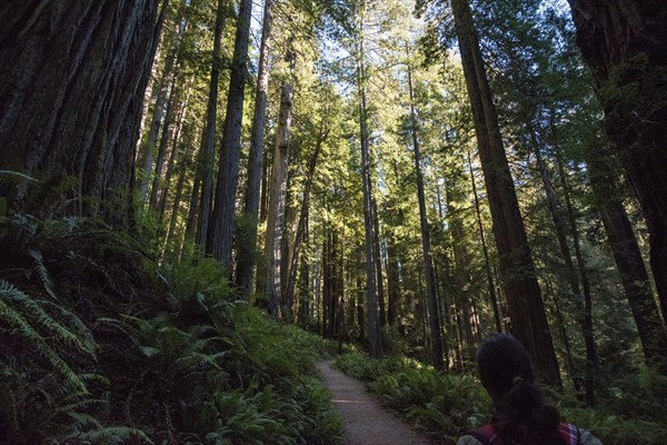 Hiking in between giant Sequoia trees in Redwood National Park, USA, North America