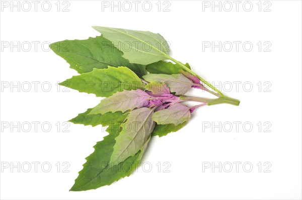Atriplex hortensis, Chenopod on a white background