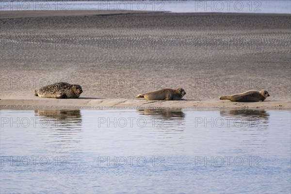 Seal family sunbathing on a sandbank