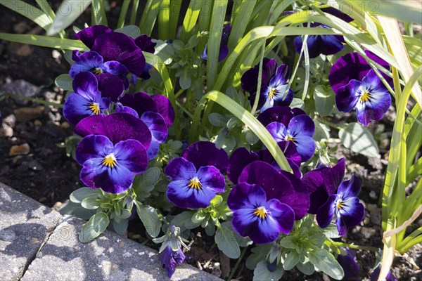 Colourful Pansies flowering in the spring sunshine