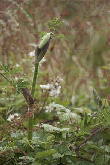 Hogweed, heracleum sphondylium, beginning to flower
