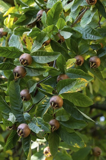 Medlar fruit Mespilus germanica on a branch