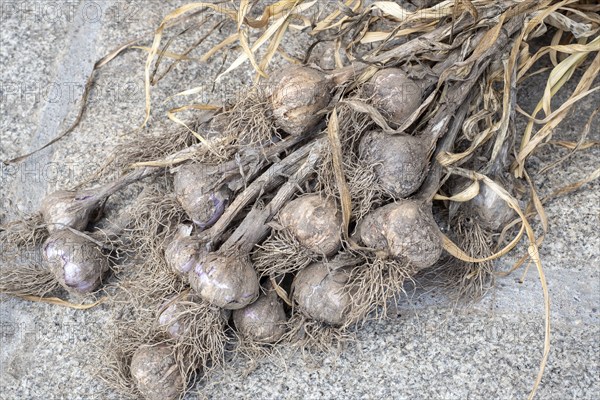 Harvesting garlic in the garden. Dirty garlic dried in bunches. A bunch of garlic heads