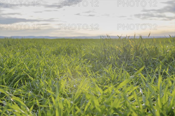 Young Wheat, Green Wheat Seedlings growing in a field