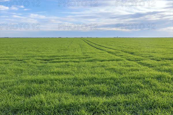 Young Wheat, Green Wheat Seedlings growing in a field