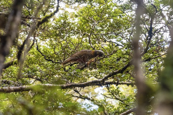 Famous Kea in its natural habitat, iconic parrot of New Zealand