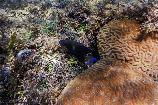 Brain coral in the bottom of the sea, Marine life