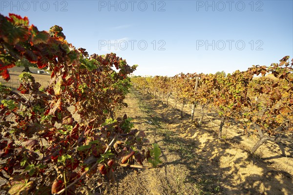 Vineyard field row in Albufeira, Portugal, Europe