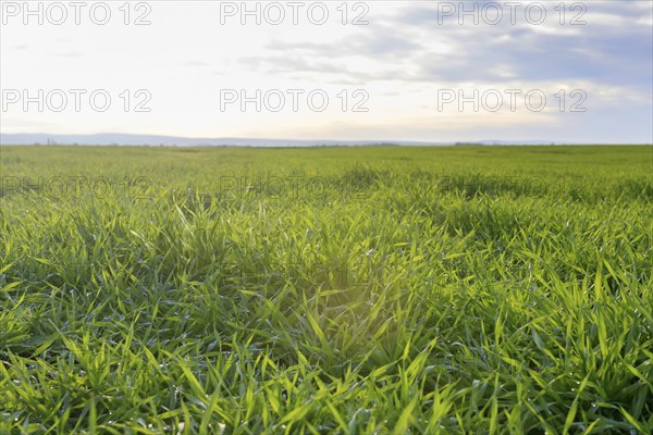 Young Wheat, Green Wheat Seedlings growing in a field