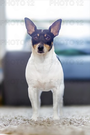 In a residential environment, a robust and mature toy fox terrier stands confidently on a carpeted
