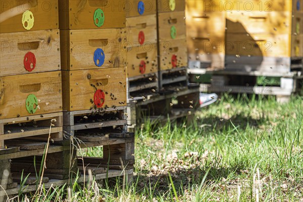 Close up of flying bees. Wooden beehive and bees