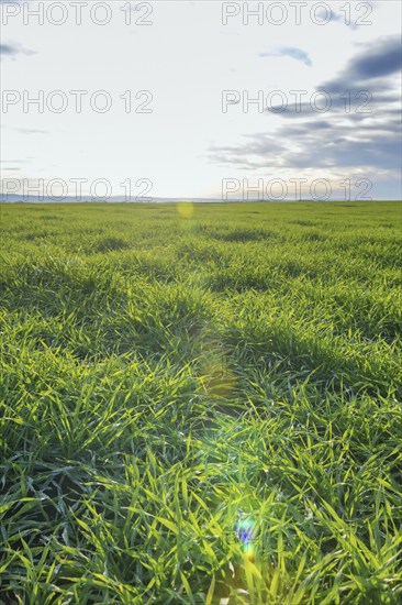 Young Wheat, Green Wheat Seedlings growing in a field