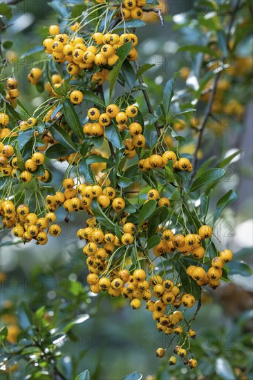 Pyracantha coccinea from the family Rosaceae, also known as firethorn