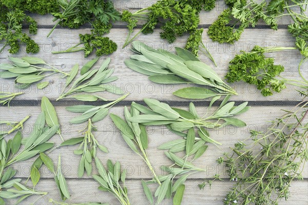 Drying fresh herbs and greenery for spice food on wooden desk background. Top view pattern
