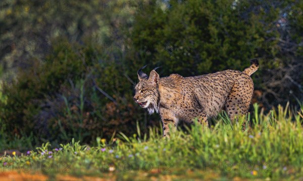 Iberian Lynx, Lynx pardinus, Mediterranean Forest, Castilla La Mancha, Spain, Europe
