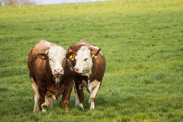 Brown and white dairy cows, calwes and bulls in pasture