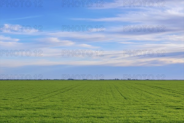 Young Wheat, Green Wheat Seedlings growing in a field