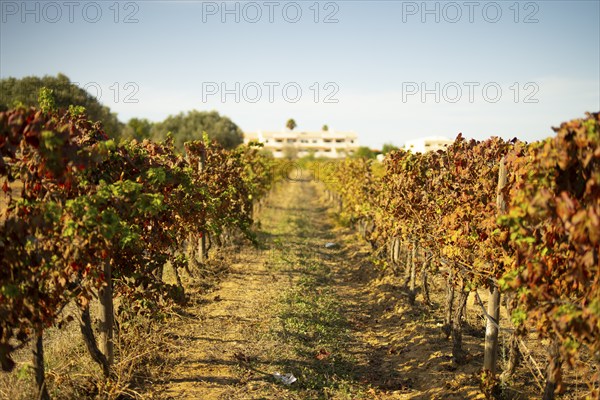 Vineyard field row in Albufeira, Portugal, Europe