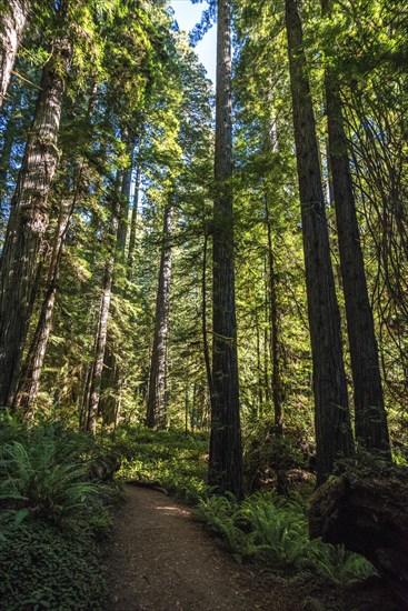 Hiking in between giant Sequoia trees in Redwood National Park, USA, North America