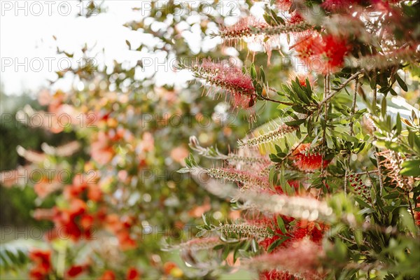 Beautiful Crimson Bottle Brush Plant in Albufeira, Algarve, Portugal, Europe