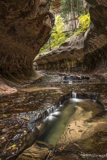 Magnificent Subway gorge landmark in the Zion National Park in Utah, USA, North America