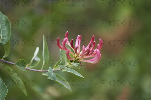 Close up of Honeysuckle, Lonicera periclymenum, flower