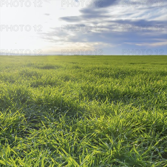 Young Wheat, Green Wheat Seedlings growing in a field
