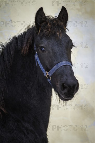 Portrait beauty foal, friesian horse stallion