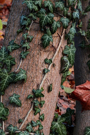 Tree overgrown with dense ivy, surrounded by autumn leaves on the ground, Jena, Thuringia, Germany,
