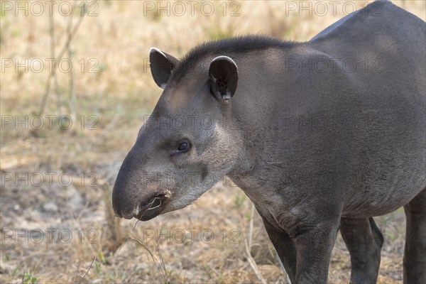 Lowland tapir (Tapirus terrestris), animal portrait, Pantanal, inland, wetland, UNESCO Biosphere