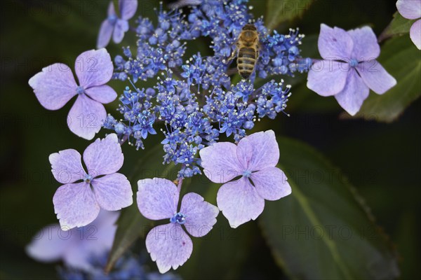 Blue Lacecap Hydrangea just beginning to flower