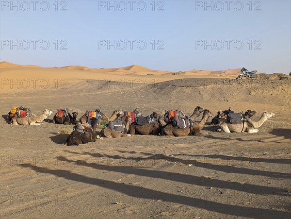 A caravan of dromedaries passing the Sahara desert in the evening, Erg Chebbi in Morocco