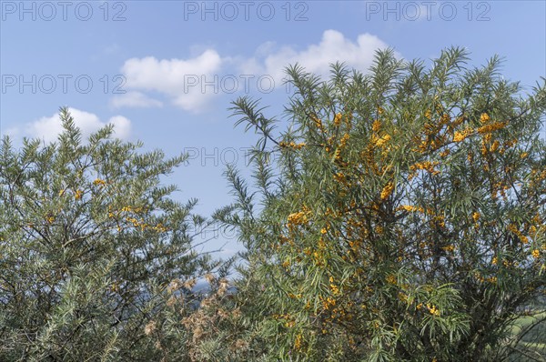 Sea buckthorn Hippophae rhamnoides with fruits in front of a blue sky