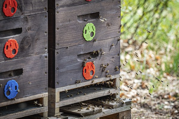 Close up of flying bees. Wooden beehive and bees