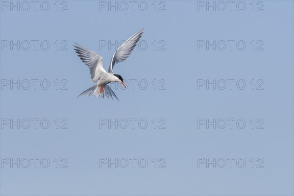 Common tern (Sterna hirundo) hovering over a marsh. Bas Rhin, Alsace, France, Europe
